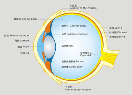 告訴你個“小秘密”：為什么眼睛不怕冷？